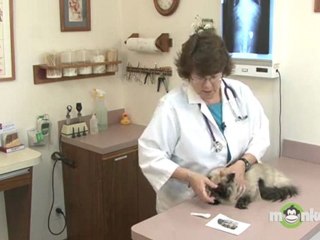 Cat Care - Checking for Ticks