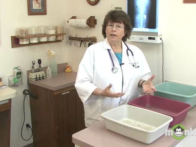 Cat Care - Litter and Litter Boxes