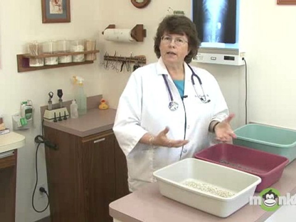 Cat Care - Litter and Litter Boxes