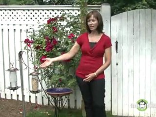 Attracting Birds - Adding Water