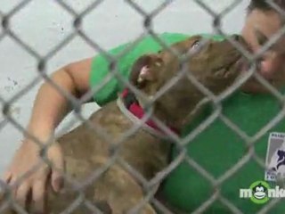 Puppy Care - Selecting a Puppy to Fit Your Lifestyle