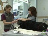 Questions to Ask when Selecting a Veterinarian