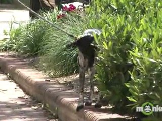 Dog Training - Loose Leash Walking