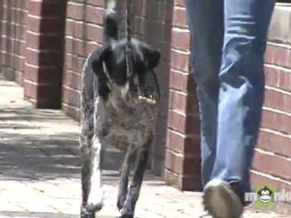 Dog Leash Training - The Right Leash Equipment