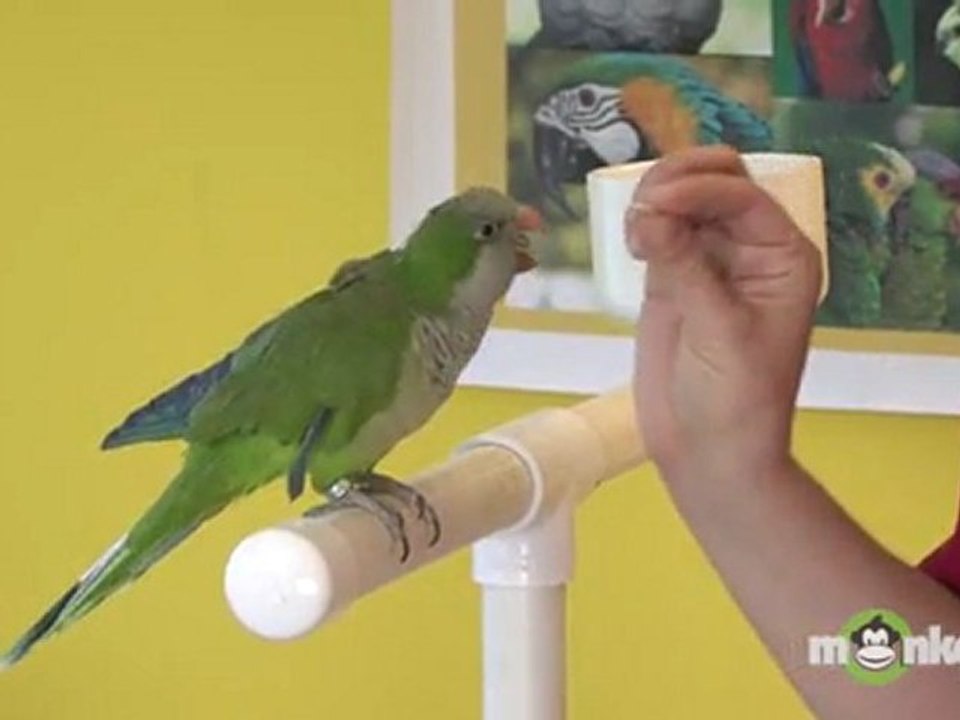 Parrot Training - Turning Around