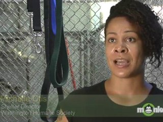 What services are typically available to adopters once they take a dog home?