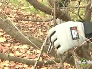 Fall Pruning Procedures