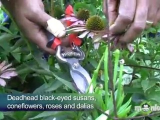 Deadheading Flowers to Prolong Bloom