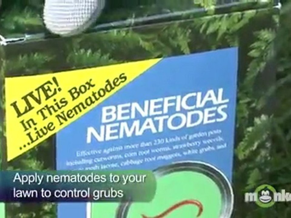 Controlling Lawn Grubs