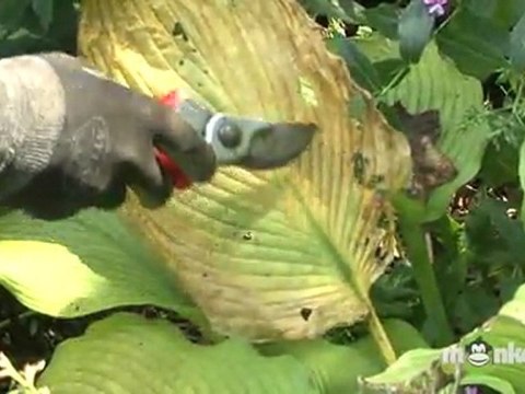 September Garden Tips - Inspect Trees and Shrubs for Summer Damage