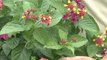 July Gardening Tips - Selecting Flowering Tropicals