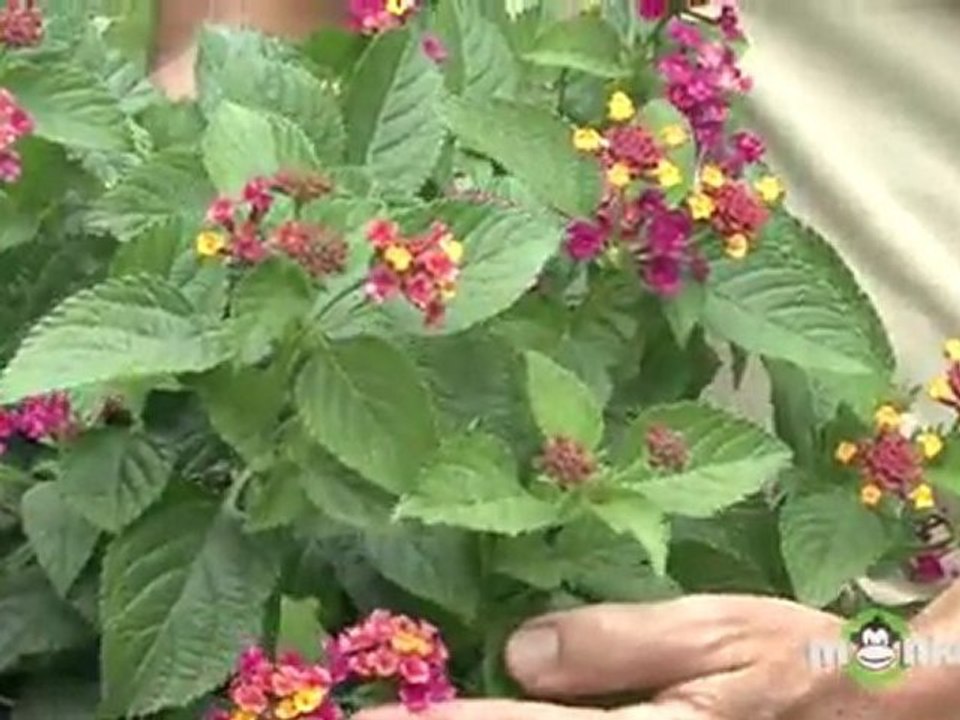 July Gardening Tips - Selecting Flowering Tropicals