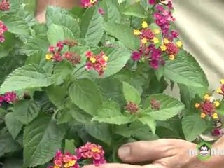 July Gardening Tips - Selecting Flowering Tropicals