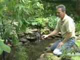 May Gardening Tips - Ornamental Pond Plants