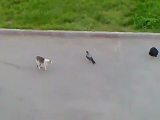 KARGA VE KEDİ  MÜCADELESİ