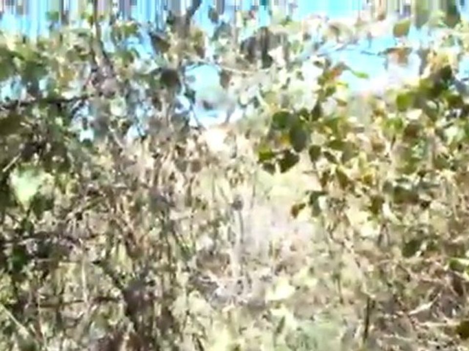 Villa Picca Flores