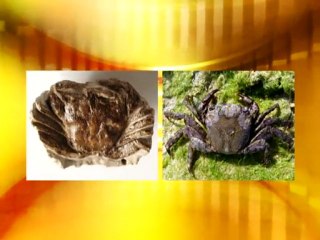 Yaşayan Fosiller: Yengeç