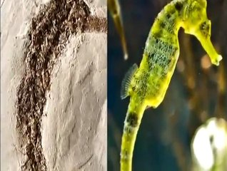 Yaşayan Fosil-Denizatı