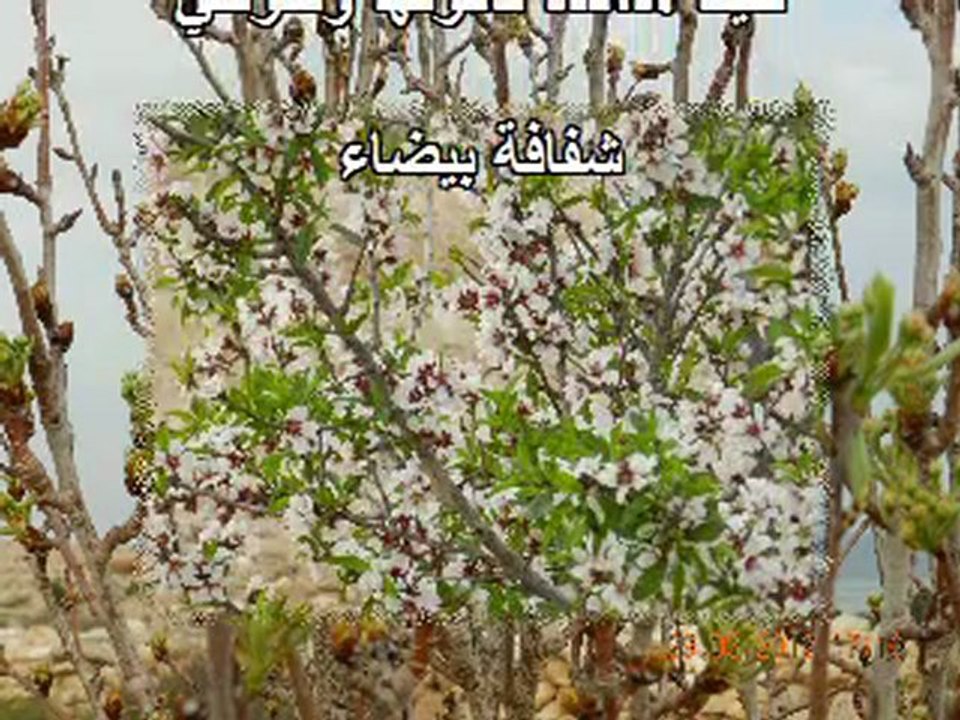 يوم الأرض _زهر اللوز محمود درويش