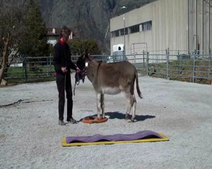 Mes ânes. Entraînement Horseathlon Merlin.