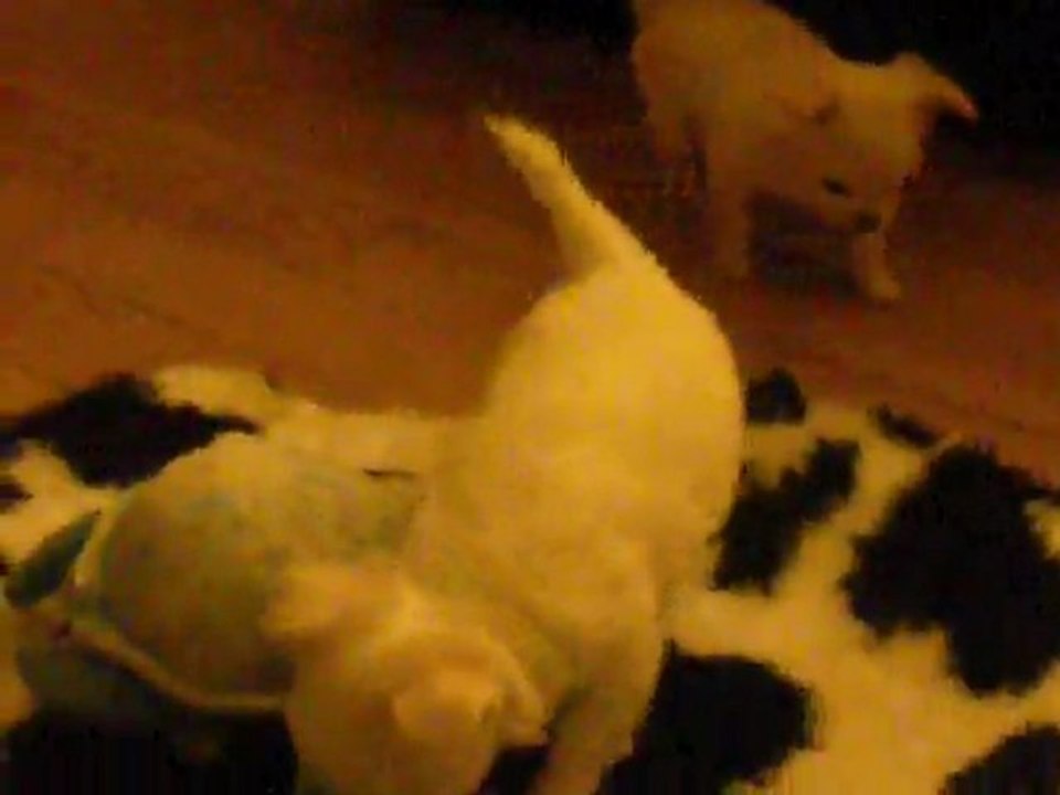 chihuahua 1mois1/2