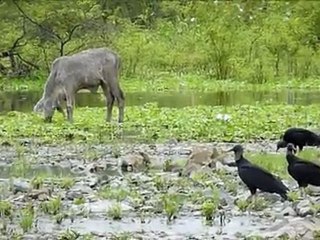 Enchente provoca 24 mortes no Equador