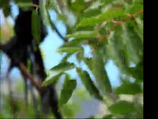 Selçuk Balcı - Çelik Bakışlı