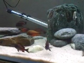 Tropheus Chipimbi Sinan - Sami