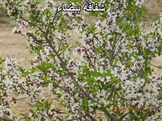 -Vaersion MP4يوم الأرض _زهر اللوز محمود درويش