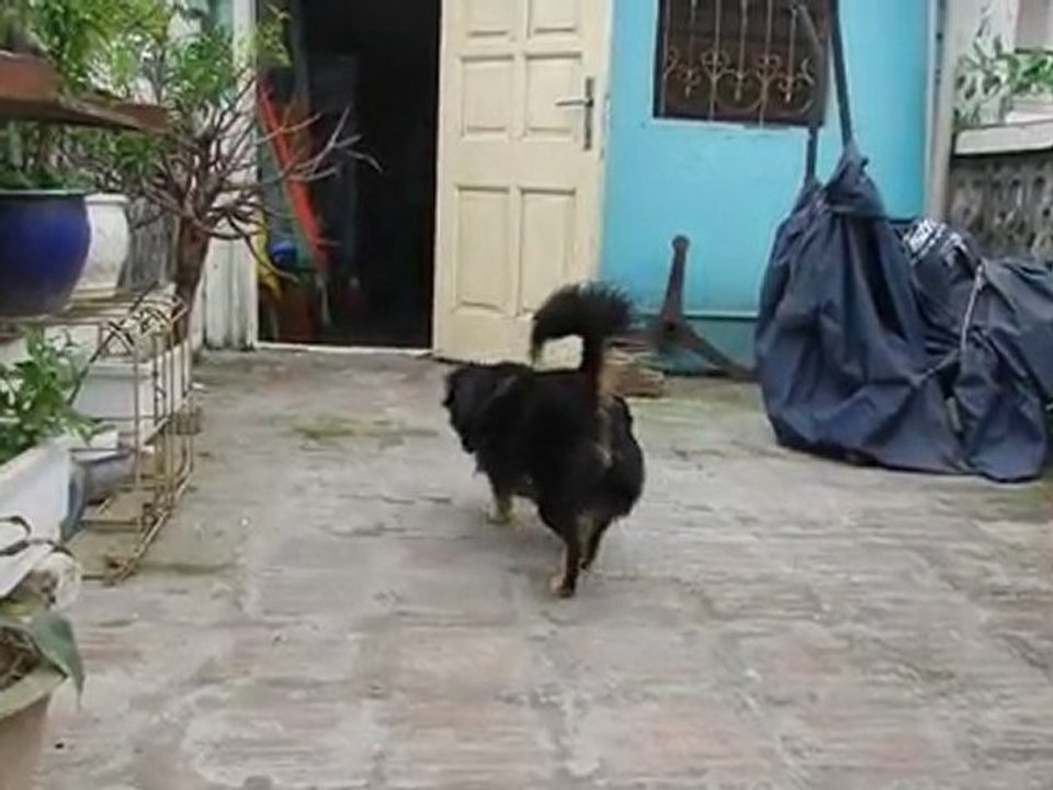 Juju sir la terrasse