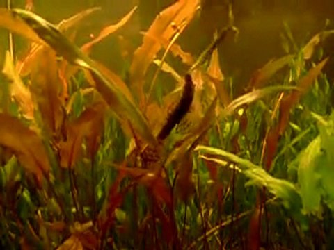 квітень 2006 - Старий акваріум в кімнаті дівчат. Всі живородки і рослини вирощені мною.