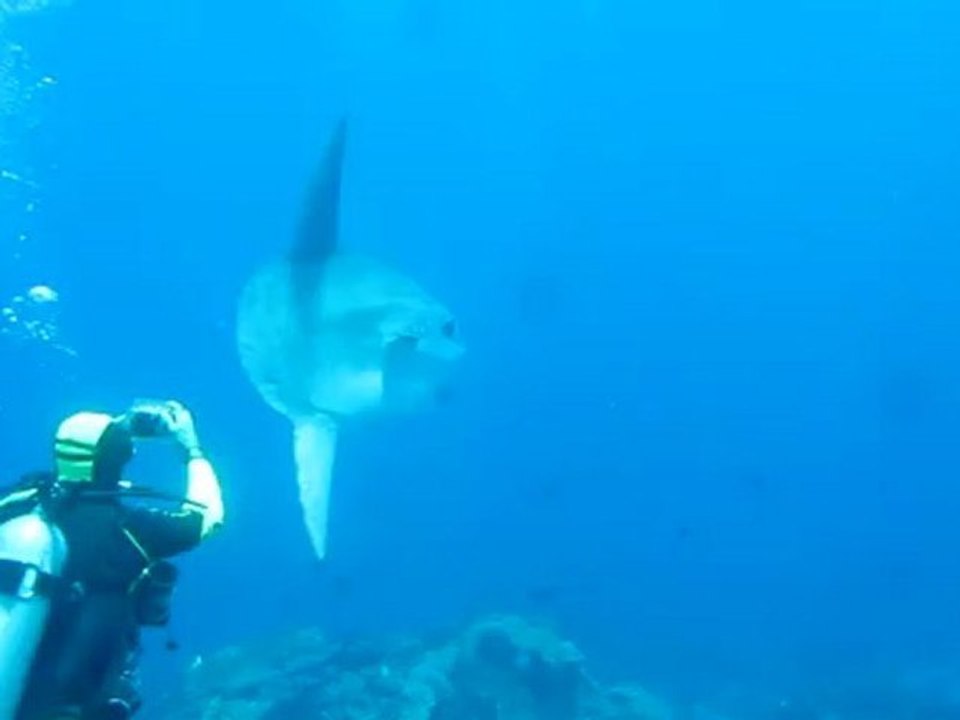Mola Mola_Bali 2011
