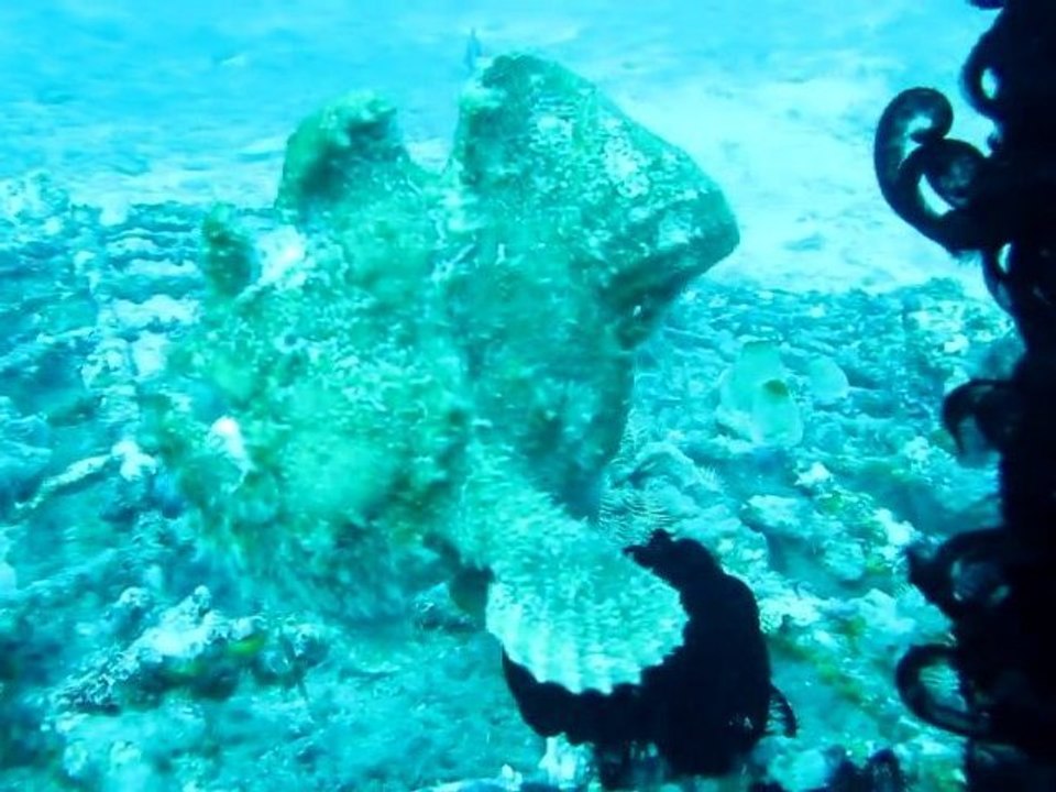 Nage d'un Poisson Grenouille à Jepun Padangbay_Bali 201 (1)