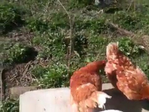 Henri Léon et les Autres - Linoleum - Mars 2012