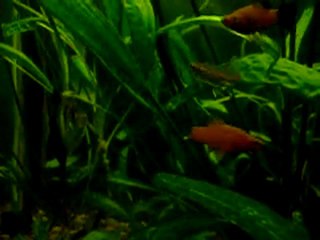 Перше відео Практикою - березень 2006