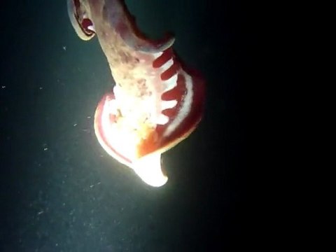 danseuse espagnole dans le lagon St-Pierre ( Réunion )