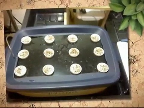 Halifax Hydroponics Deep Water Culture Hydroponics Halifax