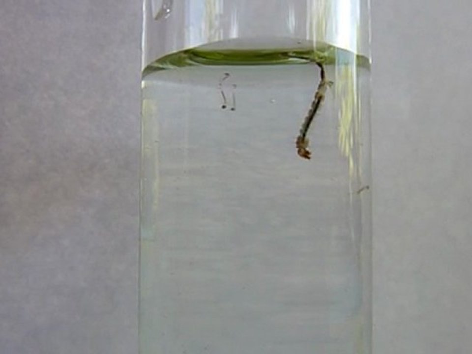 Respiration d'une larve  de moustique