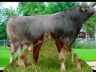 ithal hayvan gebedüve simental alımı 02482341177