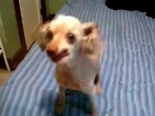 Прикол над  Собакой!!!!