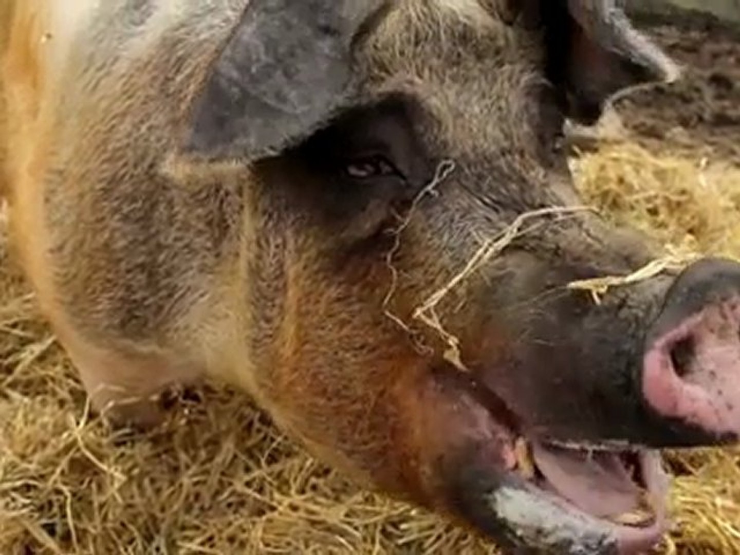 ⁣Introducing Google Translate for Animals