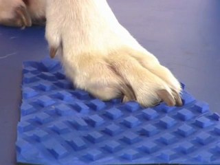 IKEA HUNDSTOL Dog Highchair