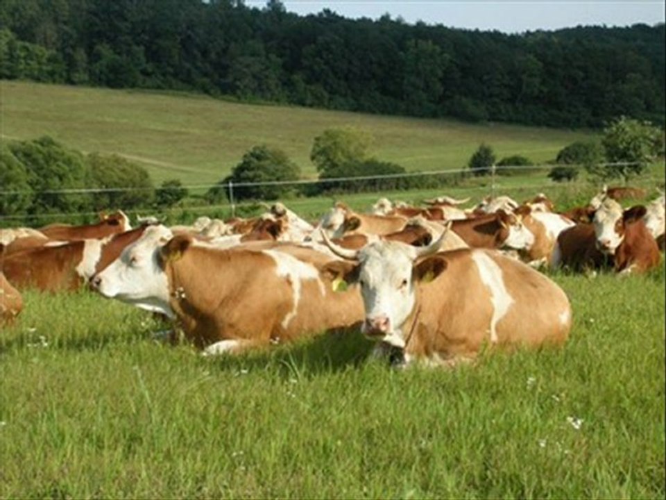 simental gebe düve holstein ithal hayvan
