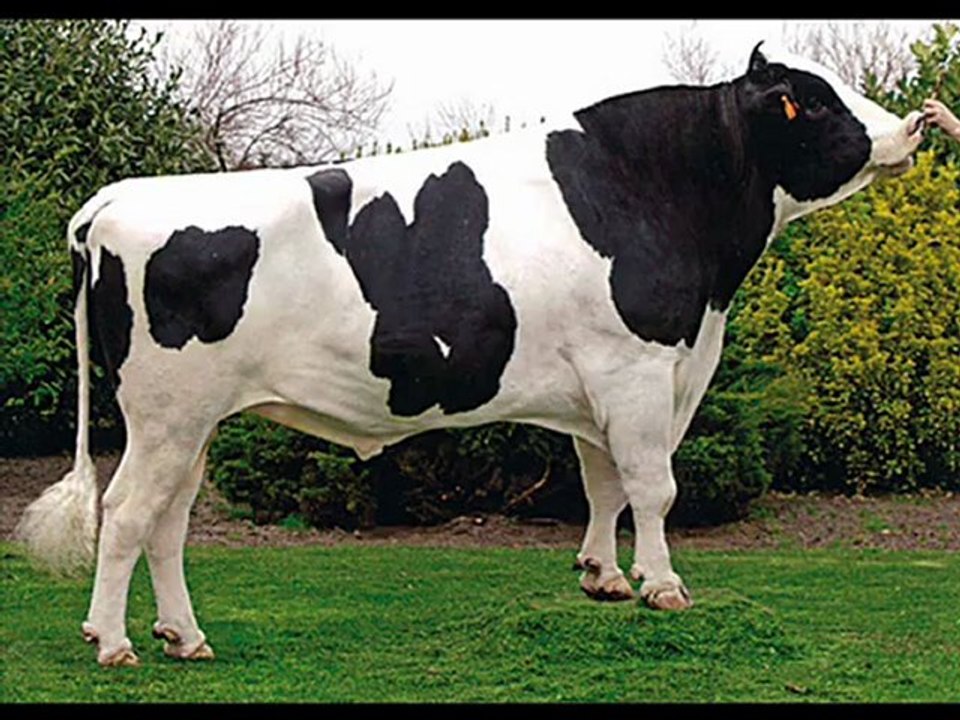 damızlık ithal hayvan simental burdur KAYALAR DANIŞMANLIK