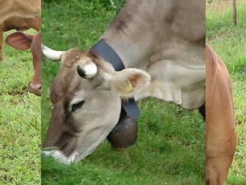 damızlık ithal hayvan simental KAYALAR DANIŞMANLIK