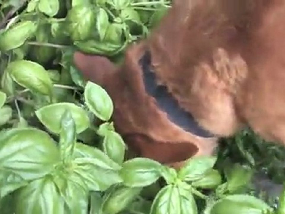 VIRAL DOG vs. BASIL!