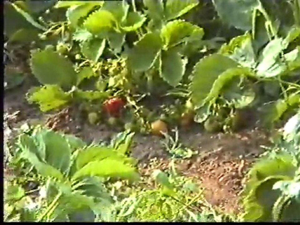 8. Насело-ягодите К6