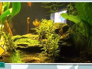 reproduction ramirezi