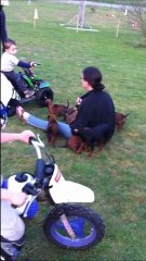 chiots Espion x Coka