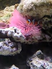Amphiprion Ocellaris et Entacmea Quadricolor rose
